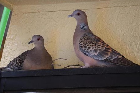 鳩　巣作り　シャッターボックス上